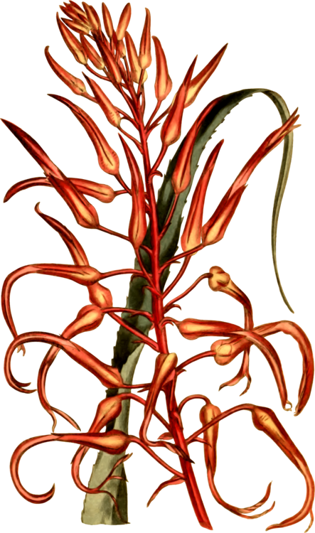 Commodity Flower Vegetable Line Plant Stem - Commodity Flower Vegetable Line Plant Stem (443x750)