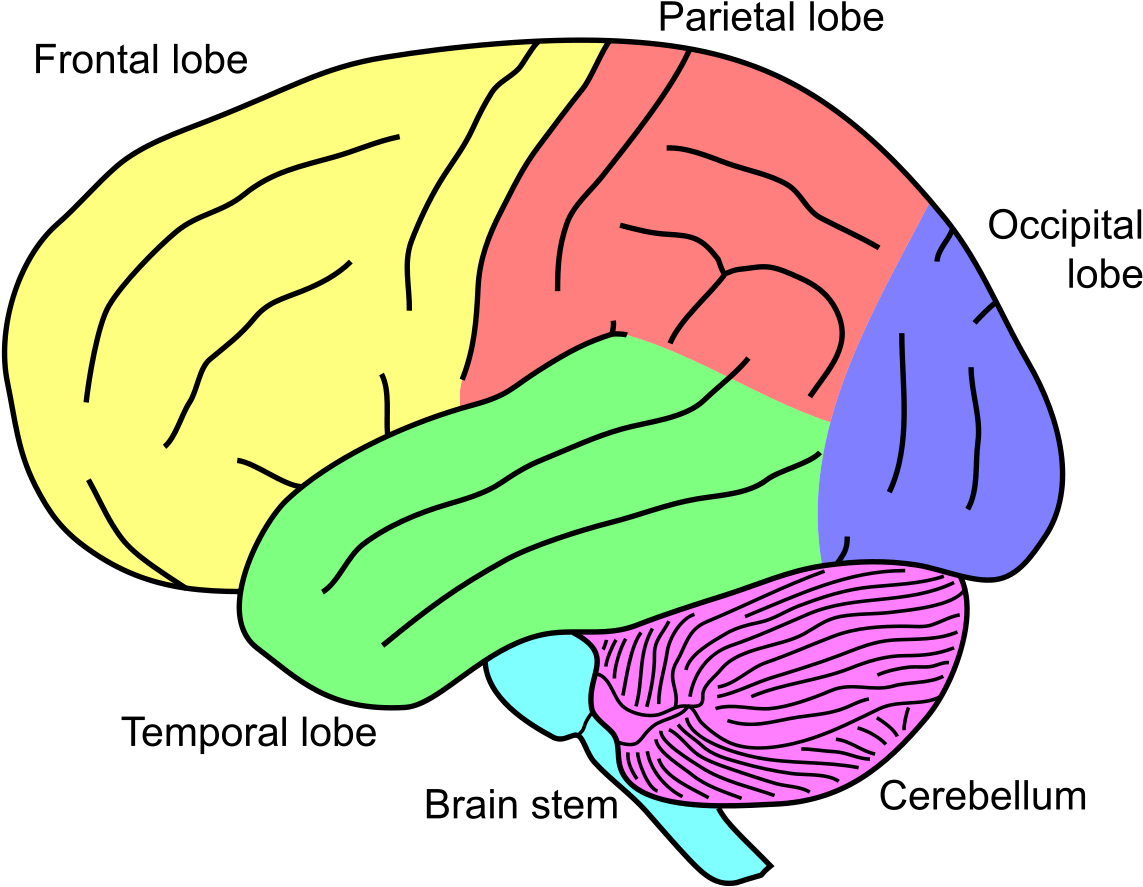 Cerebellum On Brain (1200x931)