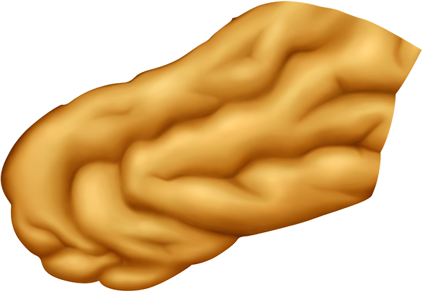 Frontal Lobe - Illustration (1000x656)