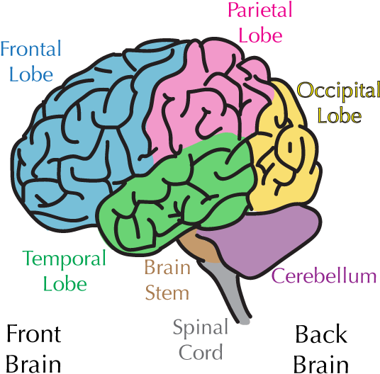 Awesome Online Course On Brain Health - Parts Of The Brain Transparent (600x600)