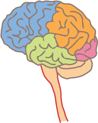 View, Total - Higher Brain Function (426x517)