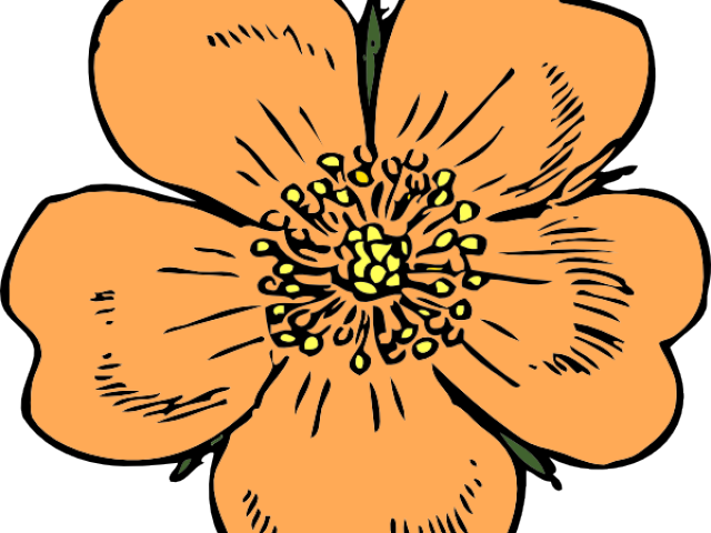 Apricot Clipart Peach Blossom - Wild Rose Clip Art (640x480)