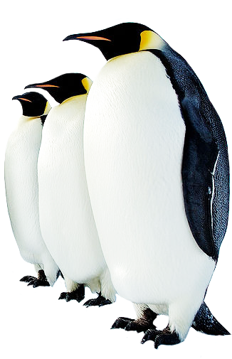 Collection Clipart Png Penguin Image - Animals Found In Polar Regions (363x504)