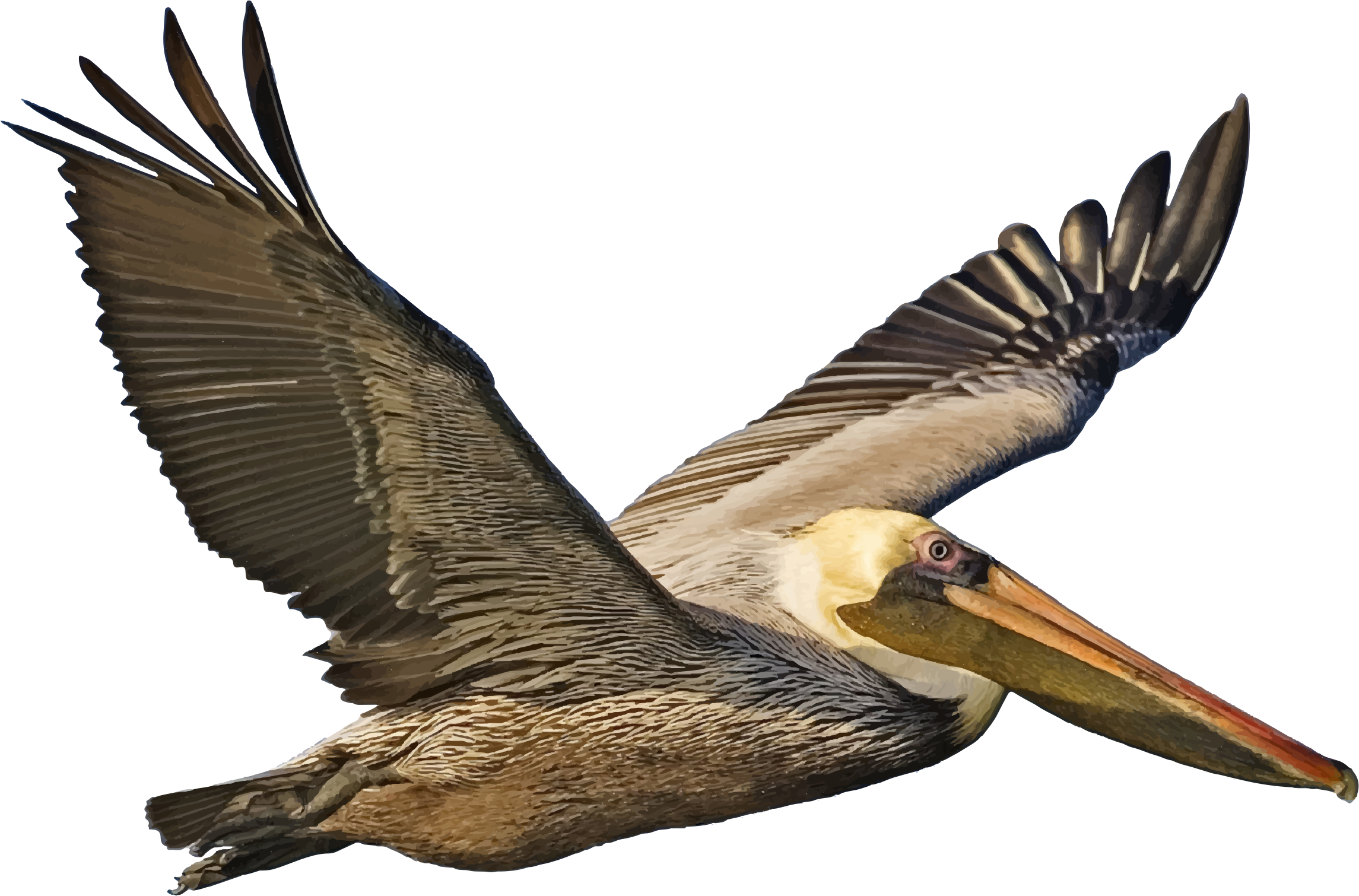 Pelican In Flight - Brown Pelican In Flight (2290x1510)