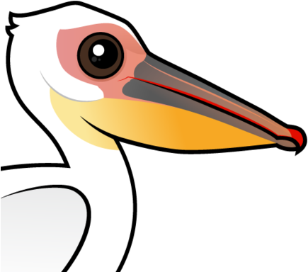 About The Great White Pelican - Great White Pelican (440x440)