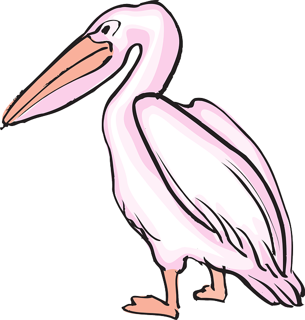 Pelicans (687x720)