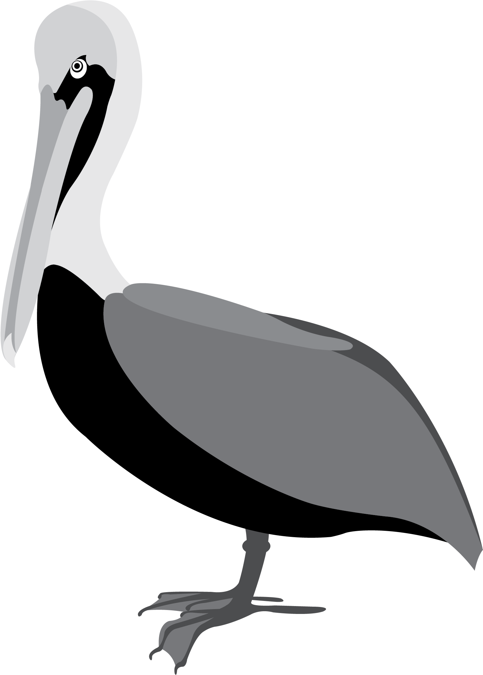 Pelican 2 Clip Art - Pelicans (2178x2466)