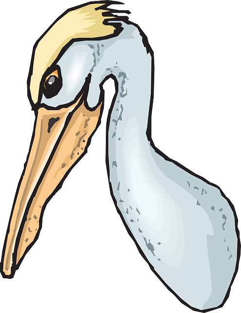 Pouch Like Beak Clipart (494x640)