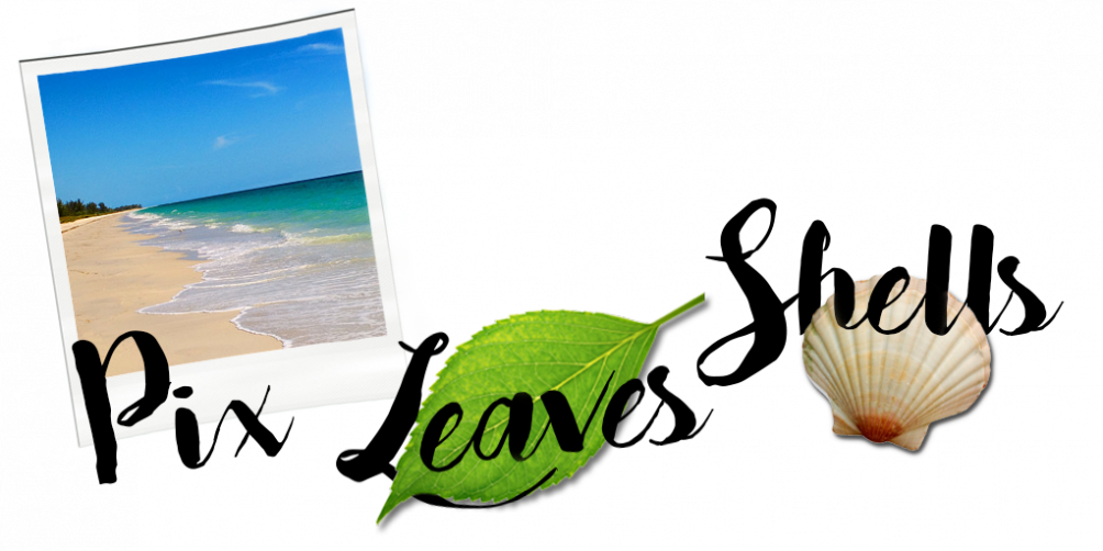 Seasoned Scrappers Will Tell You Where To Go To Find - Shungu: The Bull Terrier (1004x502)