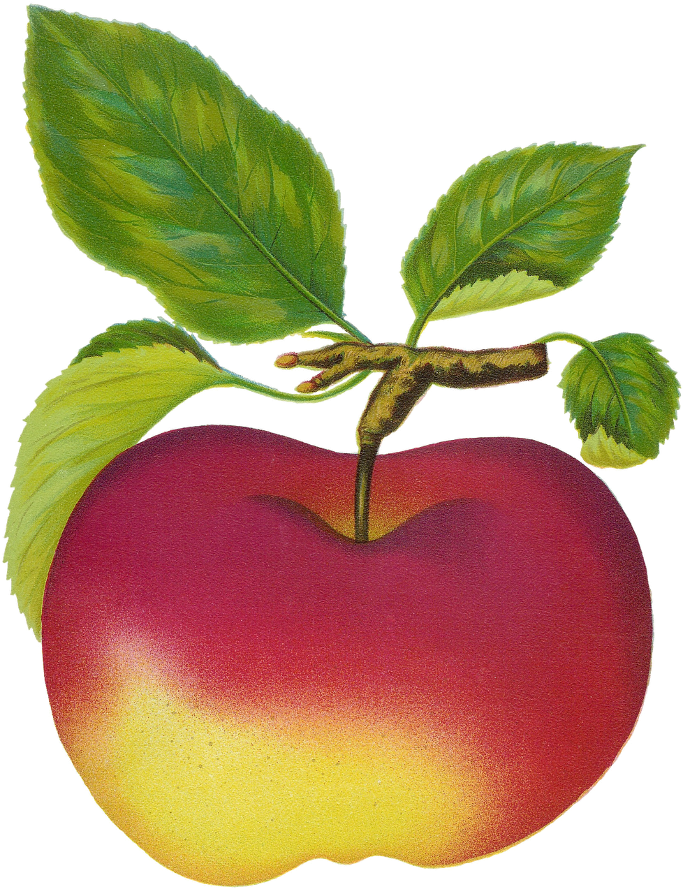 Apple Clip Art - Fruit Clip Art (1193x1600)