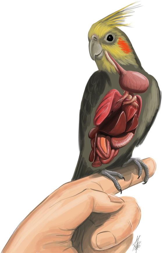 Anatomy Of A Cockatiel Bird Clip Art Internal By Haliaeetus123 - Anatomy Of A Cockatiel (894x894)