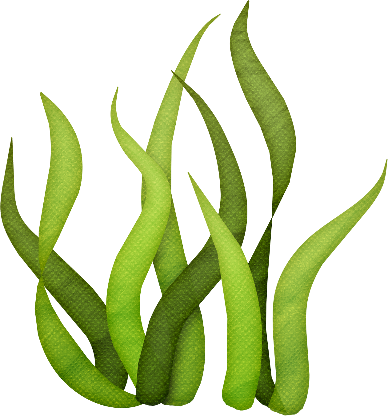 Stylist And Luxury Seaweed Clip Art Pin By Maria Eugenia - Seaweed Clip Art Png (1261x1351)