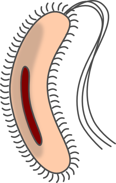 E Coli Clip Art (378x595)
