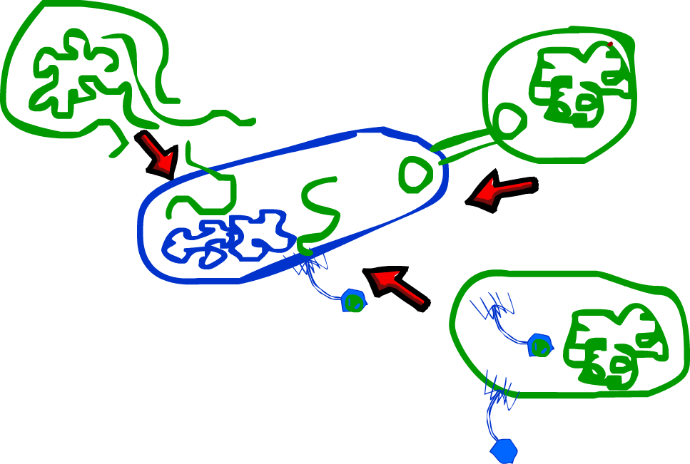 Transformation , Plasmid Transfer And Accidental Bacteriophage - Transformation , Plasmid Transfer And Accidental Bacteriophage (967x651)