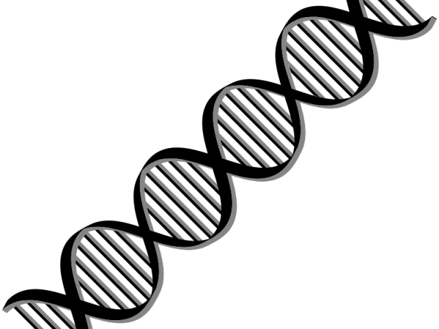 Dna Structure Clipart Anatomy Class - Transparent Dna Png (640x480)