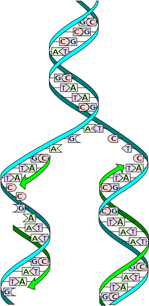 Dna Replication Split - Dna Replication (315x635)