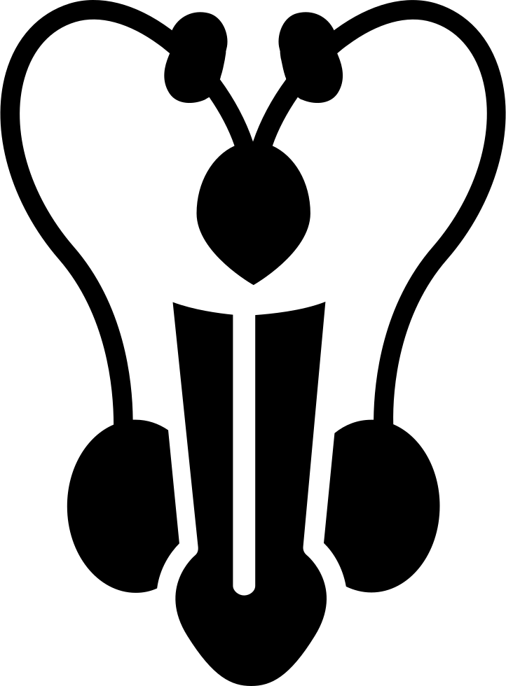 Png File Svg - Male Reproductive System Icon (722x980)