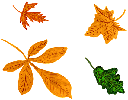 Leaves, Autumn, Watercolor, Isolated - Watercolor Painting (452x340)