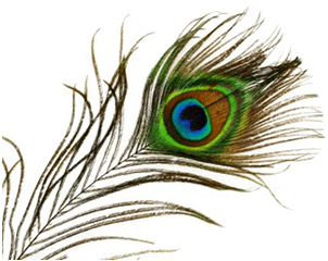 Contact Us - Mor Pankh Images Png (378x381)