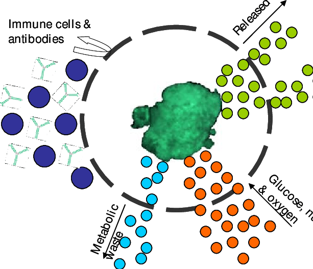 The Semi-permeable Membrane Allows The Diffusion Of - Diagram (613x527)