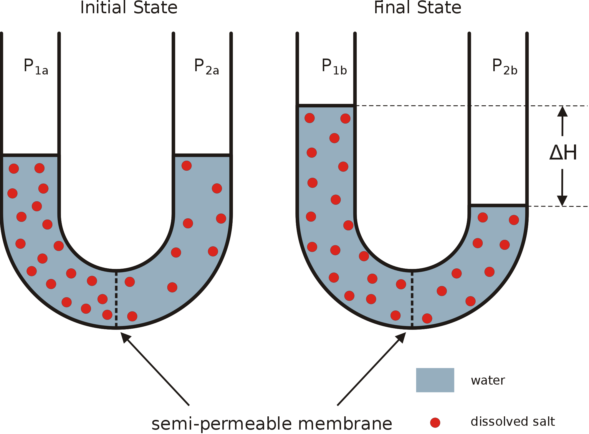 The Diffusion Of Water Through A Selectively Permeable - Semipermeable Membrane (2000x1475)
