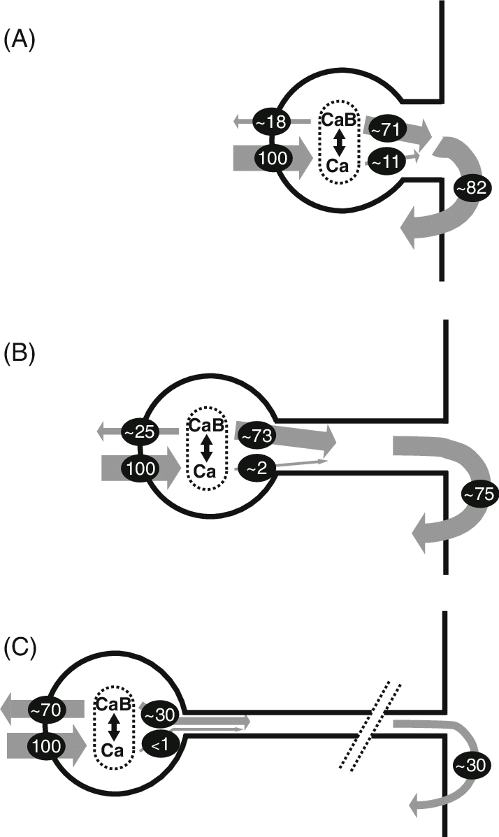 Reactions And Diffusion Of Ca 2 (ca) Entering A Stubby - Diagram (714x1197)