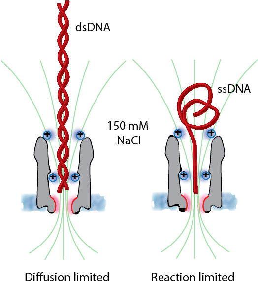 The Translcoation Of Dna Across Clya Nanopores Required - The Translcoation Of Dna Across Clya Nanopores Required (594x575)