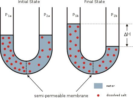Water Passing Through A Semi-permeable Membrane - Semipermeable Membrane (440x325)