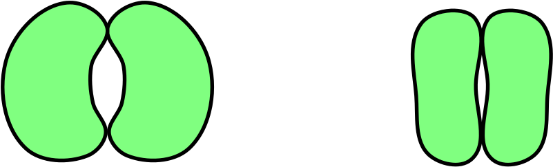 Difference Between Turgidity And Flaccidity - Stomata Diagram Without Label (800x332)