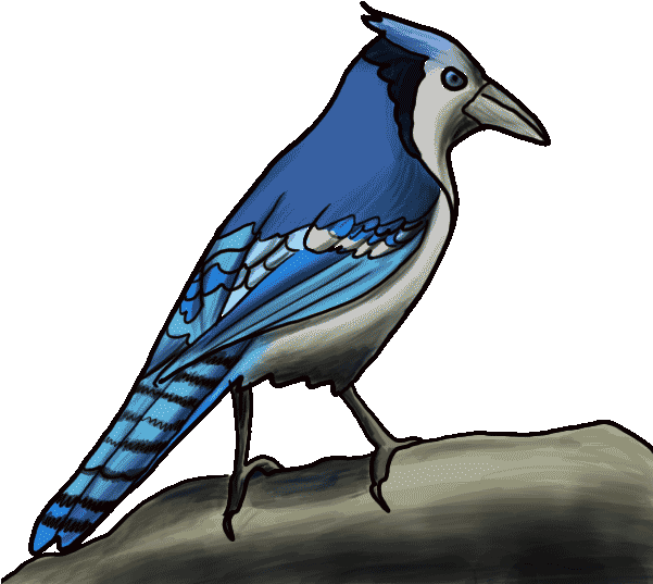 Jay Clipart Realistic Bird - Easy Blue Jay Drawing (600x600)