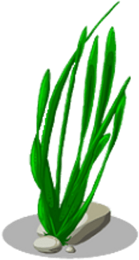 Seaweed Png No Background (400x400)