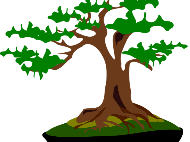 Bonsai Clipart Yakal - Bonsai Vector Transparent Background (640x480)