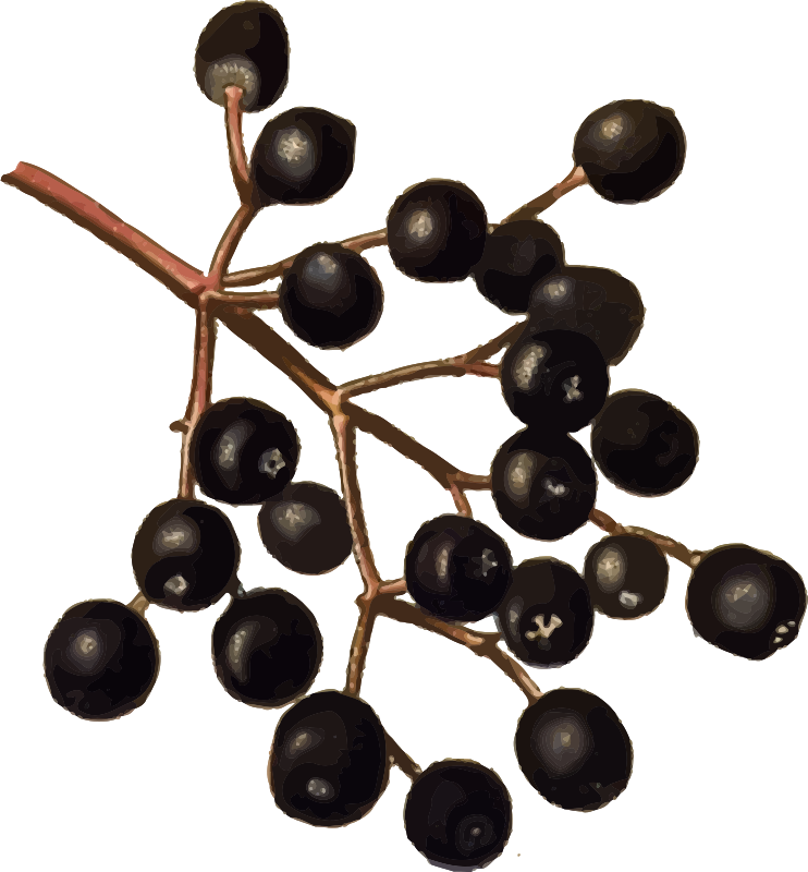 Clip Art Clipart Elderberries Medium Image - Clip Art Elderberry (742x800)