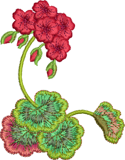 Geranium Cnr - Carnation (403x516)