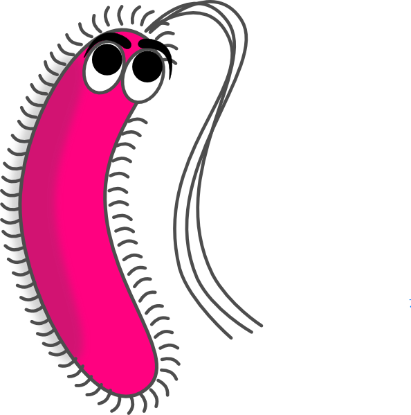 Gram Negative Bacteria Cartoon (594x599)