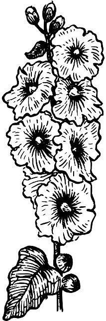 Botany Plant Biology - Hollyhocks Drawing (320x640)