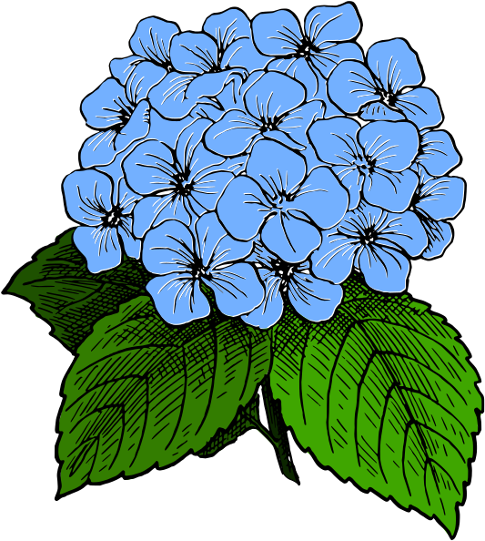 French Hydrangea Drawing Clip Art Transprent Png - Hydrangea Clip Art (575x640)