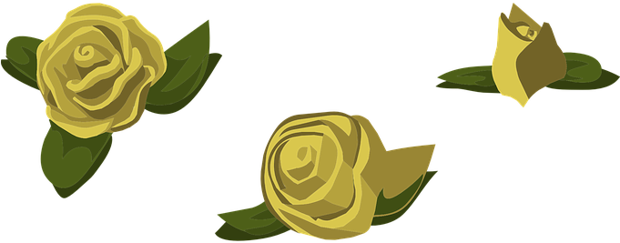 Roses, Yellow, Flowers, Buds, Blooms - Garden Roses (680x340)