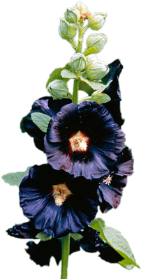 Hawaiian Hibiscus (400x400)