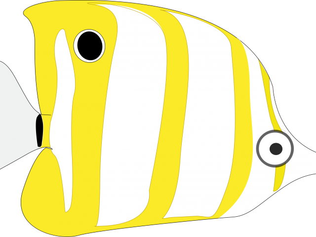 Tropical Fish Clipart Large Fish - Tropical Fish Clipart Large Fish (640x480)