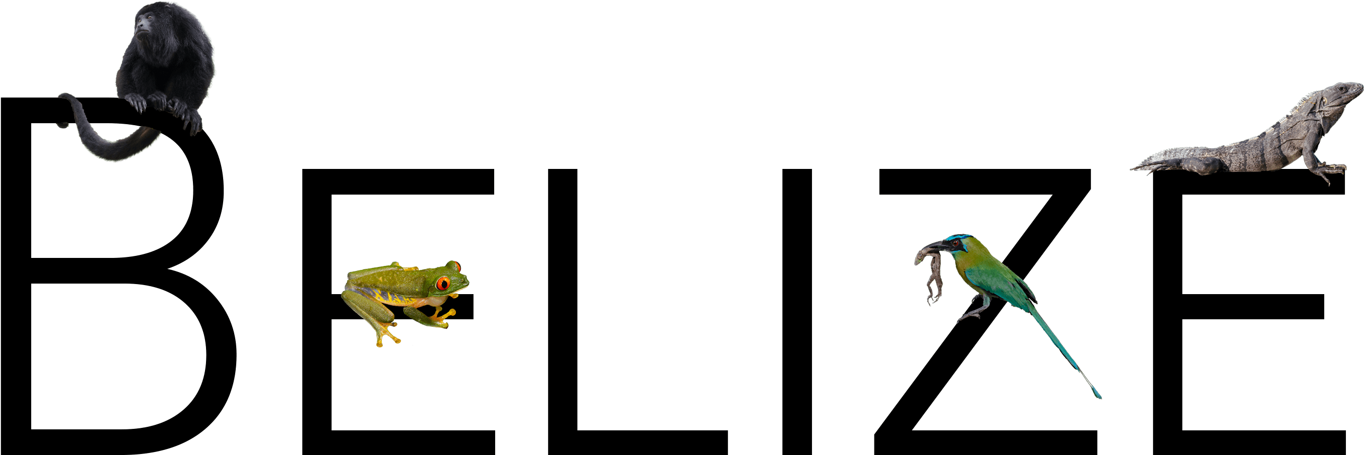 Mccall Wildlife Photography, Custom Graphic For Belize - Graphic Design (7000x1500)