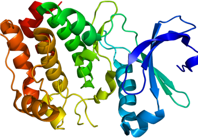 Molecules Clipart Science Class - Serine Threonine Kinase Protein Stk11 (640x480)