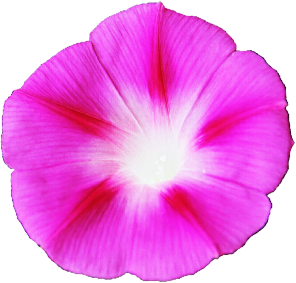 Pink Morning Glory By Jeanicebartzen27 Pink Morning - Morning Glory (1024x985)