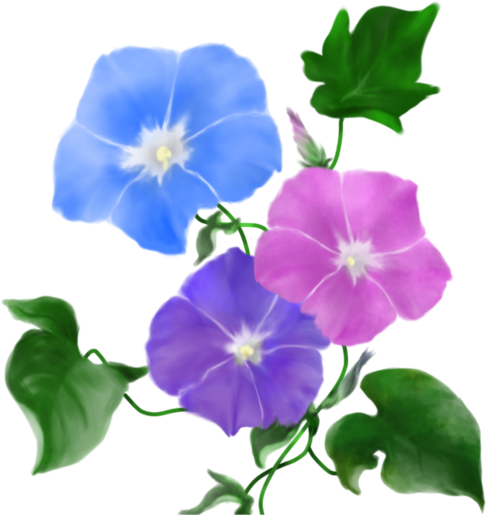 #morning Glory #flower - Periwinkle (1024x1081)