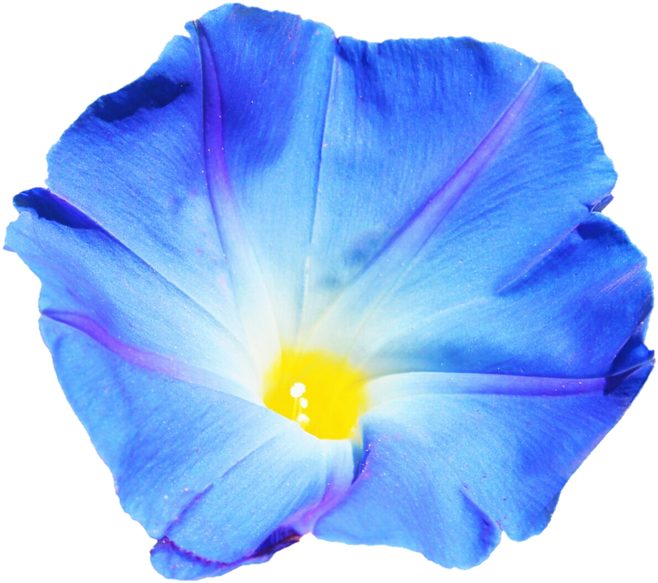 Sky Blue Morning Glory By Jeanicebartzen27 - Morning Glory Transparent Background (961x831)