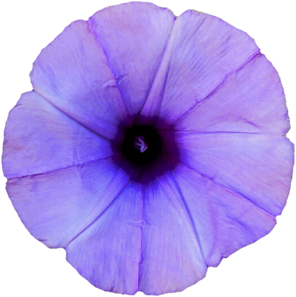 Light Purple Morning Glory By Jeanicebartzen27 Light - Light Purple Morning Glory (1024x1023)