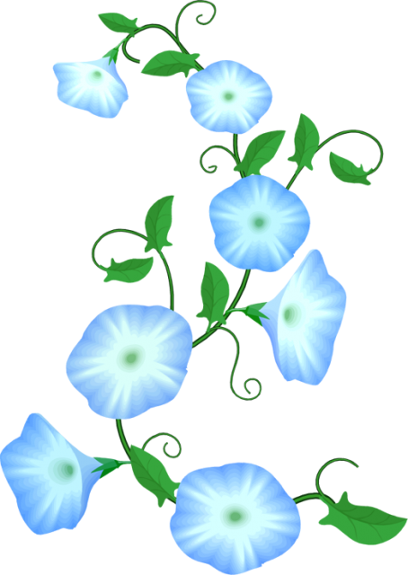 Flower Flowers Morningglory Decoration Border Terrieas - Morning Glory Clip Art (454x640)