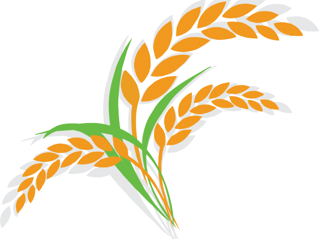 Rice Clipart Cereal Plant - Cartoon Rice Plant (640x480)