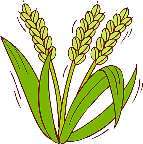 Oryza Sativa Cereal Clip Art Transprent Png Ⓒ - Dibujo De La Planta De Arroz (600x600)