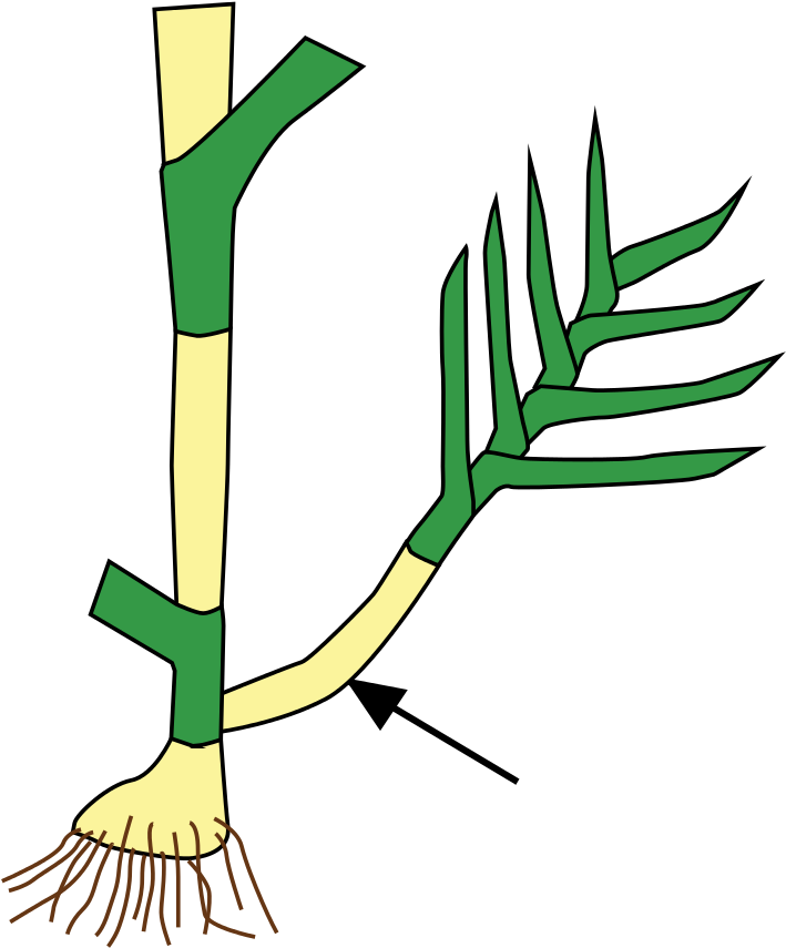 Stem Morphology Type Tiller - Tiller Stem (751x1023)